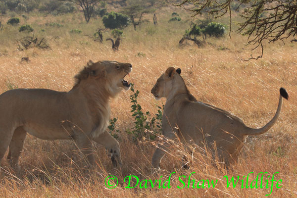 Courting lions